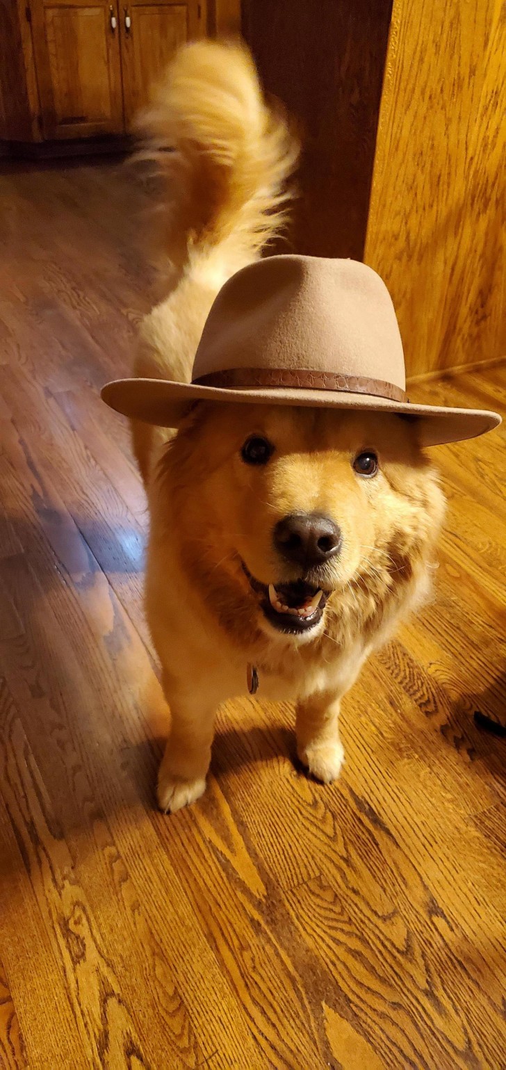 This dog must be thrilled he gets to wear his owner's hat.