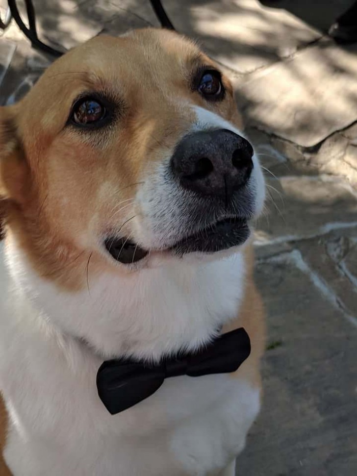 Ready to be the best man at my wedding, Fido?