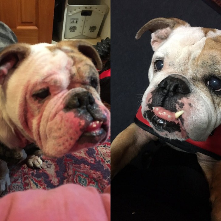 13. Een vergelijking tussen wanneer deze hond werd gered uit een toevluchtsoord en 3 maanden nadat hij officieel was geadopteerd!