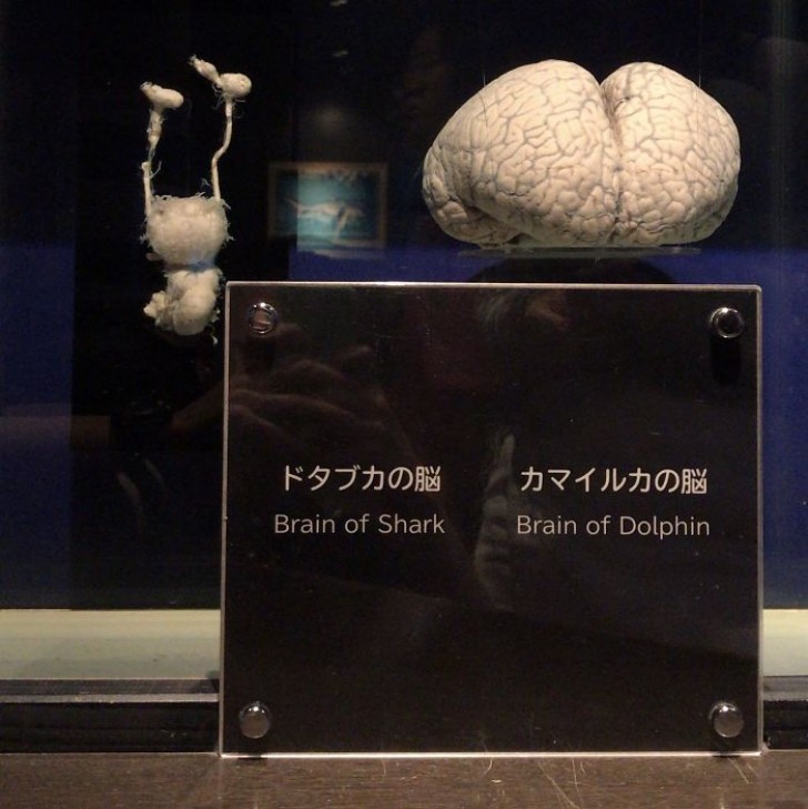 14. Il cervello di uno squalo e il cervello di un delfino messi a confronto