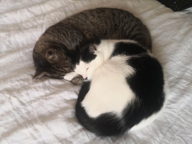 Meine beiden Katzen schlafen mit vereinten Pfoten...wie zärtlich!