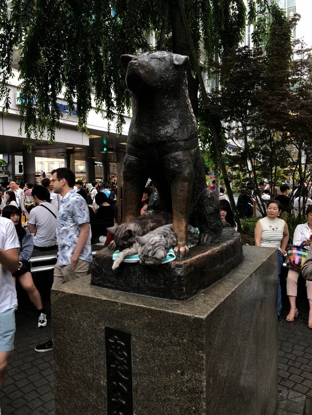 Zwei Katzen schlafen friedlich unter der Statue des Hachiko in Japan