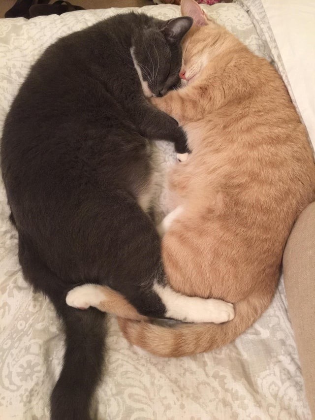 Mes deux chatons dorment dans cette position depuis des mois maintenant... cela ne vous rappelle-t-il pas un cœur ?