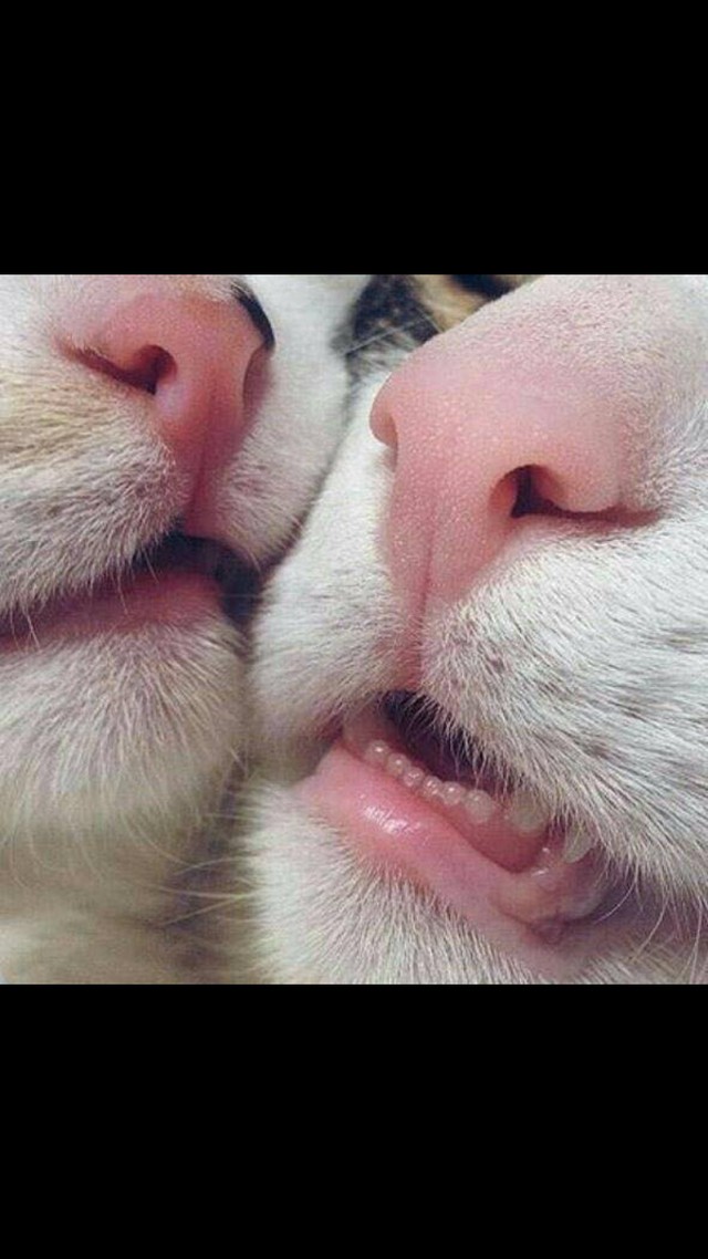 Ein sehr süßes Bild von zwei Katzen, die viel zu nahe beieinander schlafen!