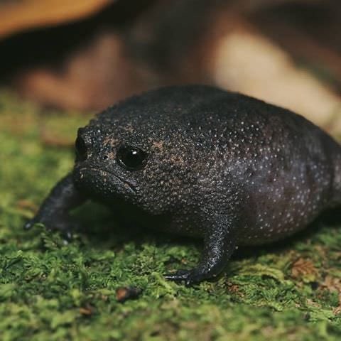 La grenouille de pluie noire... elle semble sortir d'un dessin animé, mais elle existe dans la Nature !