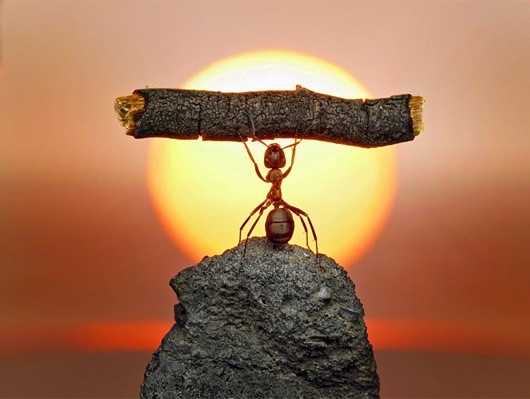 Una macro-fotografia scattata da Andrey Pavlov che ha catturato un'operosa formica intenta a fare...allenamento pesi!