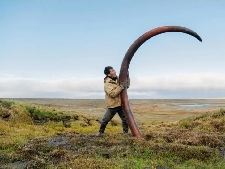 Tutto vero: in foto trovate un'enorme zanna di un mammut ritrovata in Siberia...