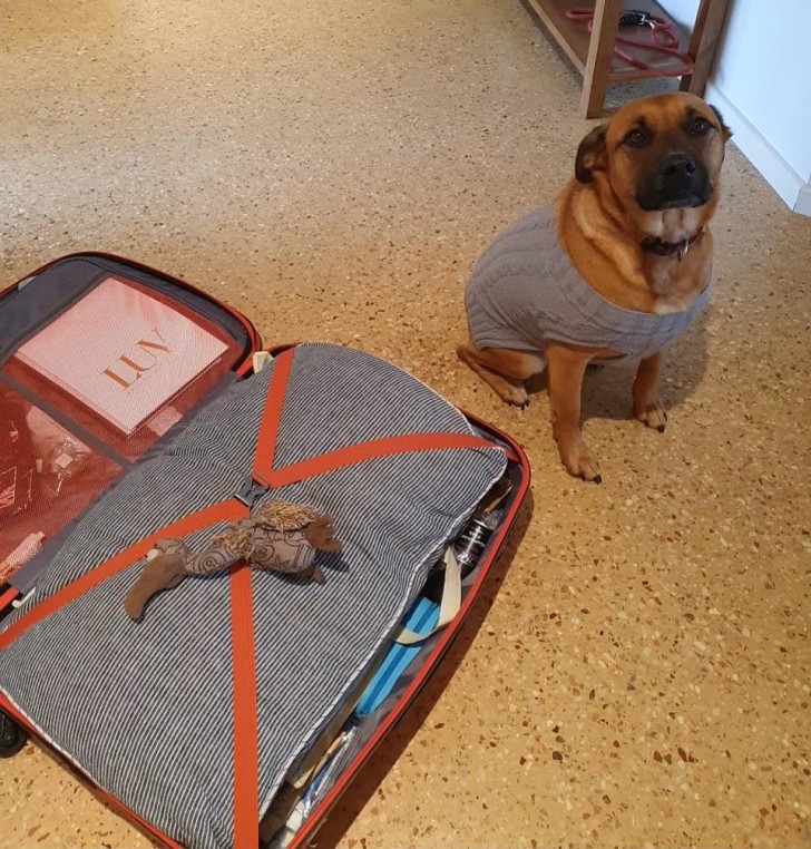 My dog put his favorite toy in the suitcase I'm taking with me on my trip... now I'm crying!"