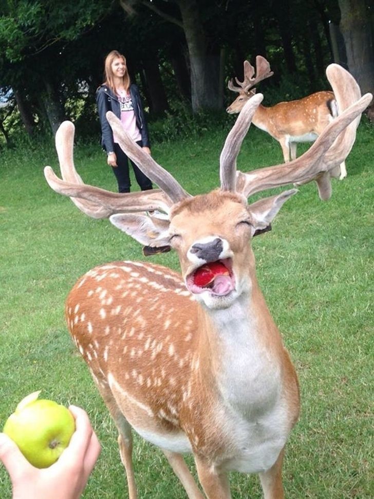 All a deer needs to be happy is a couple yummy apples!