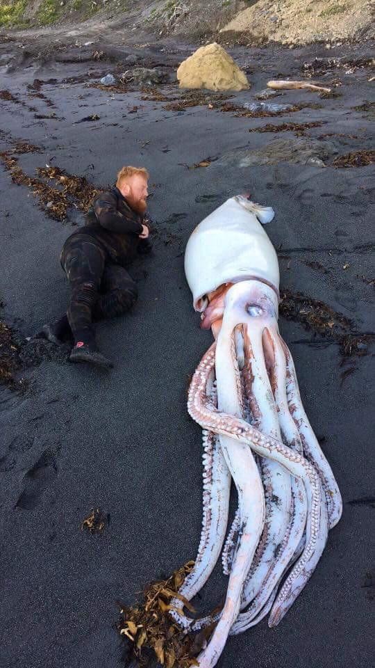 Ein Riesentintenfisch wurde an einem Strand in Neuseeland angespült...
