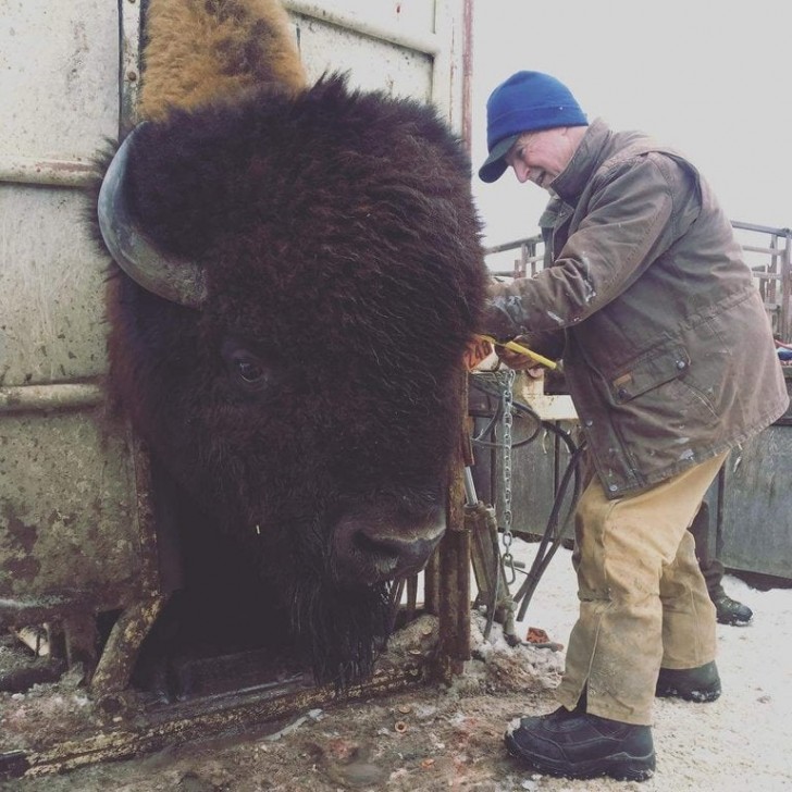 Ein riesiger Bison wird für einen Gesundheitscheck und ein Branding gefangen