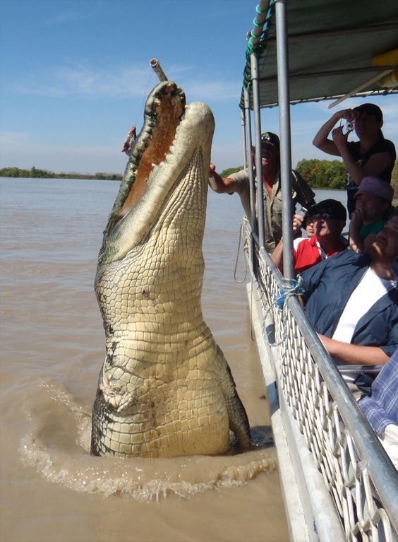 Un crocodile qui saute hors de l'eau, impossible de ne pas le remarquer !