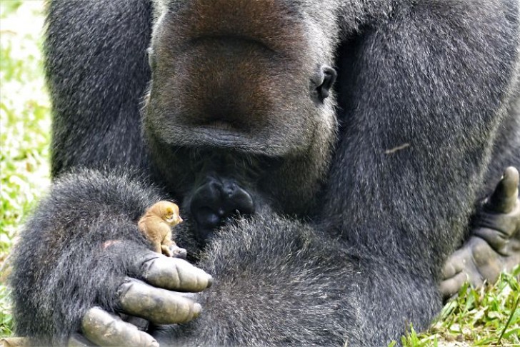 Un gigantesco gorilla accarezza teneramente una scimmia più piccola. Nelle sue mani sembra un minuscolo insetto!