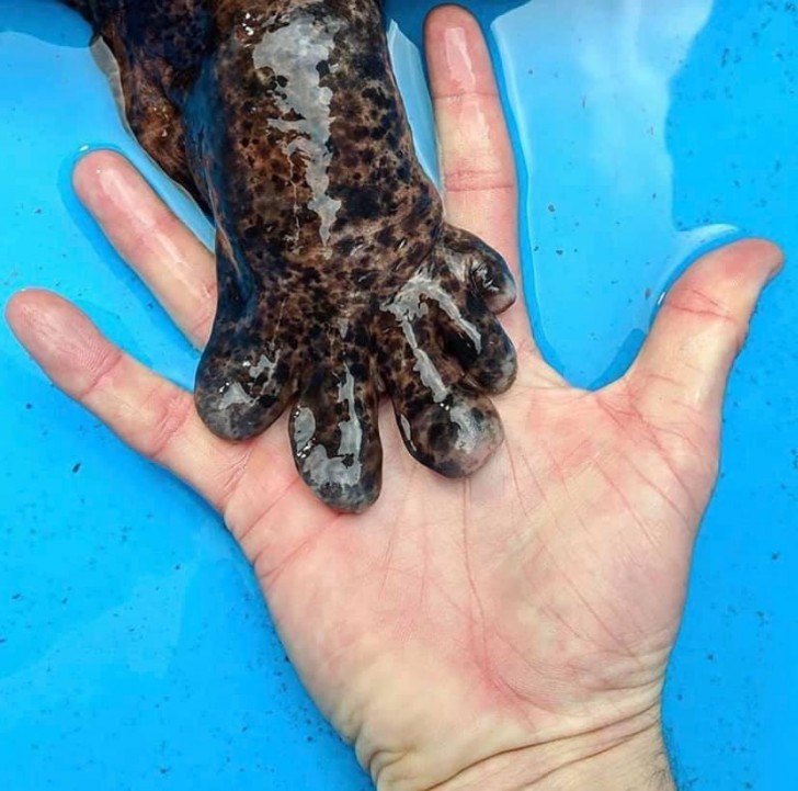 Die Hand eines chinesischen Riesensalamanders im Vergleich zu dem eines Menschen ... beeindruckend!
