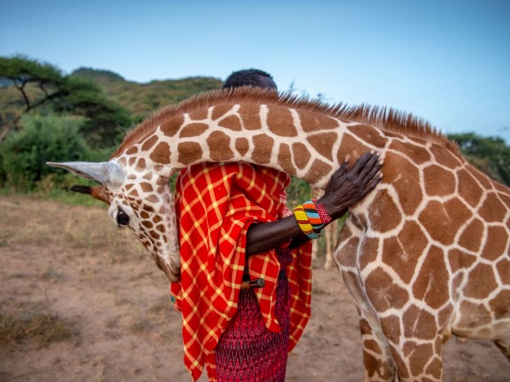 A sweet giraffe gives one of his caretakers a hug...