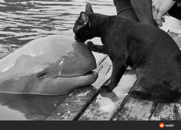 Animals don't just offer love and affection to their owners, they also offer them to other animals, like this cat and... dolphin!