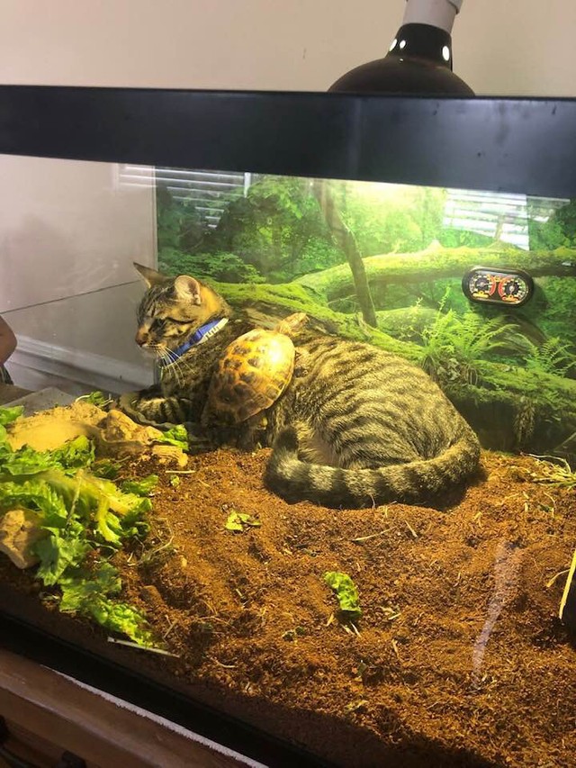 A friendship quite unlike any other... who knew that a cat and a turtle could be friends!
