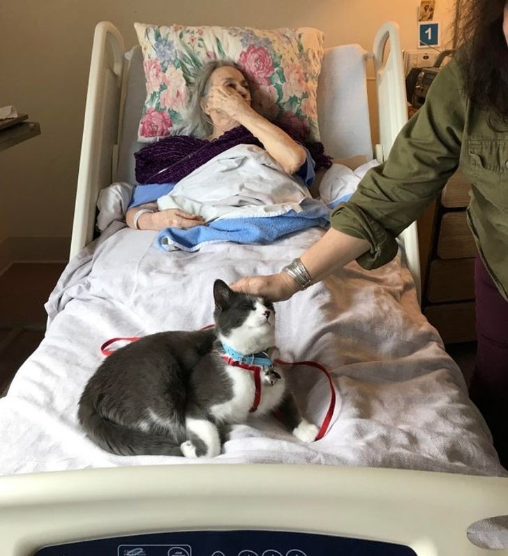 Les infirmières ont laissé le chat de ma grand-mère hospitalisée passer Noël dans le service... quel doux moment !