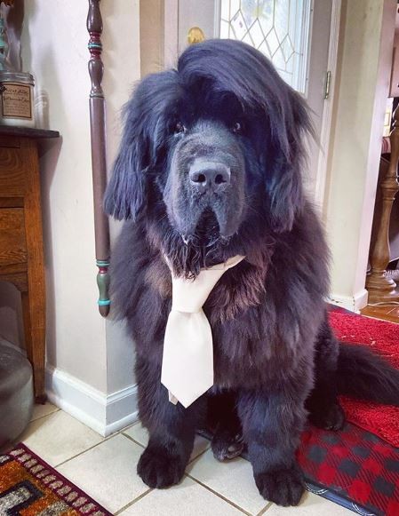 4. Le Dr Hank est prêt pour sa journée au bureau, très élégant avec sa cravate et sa mèche !