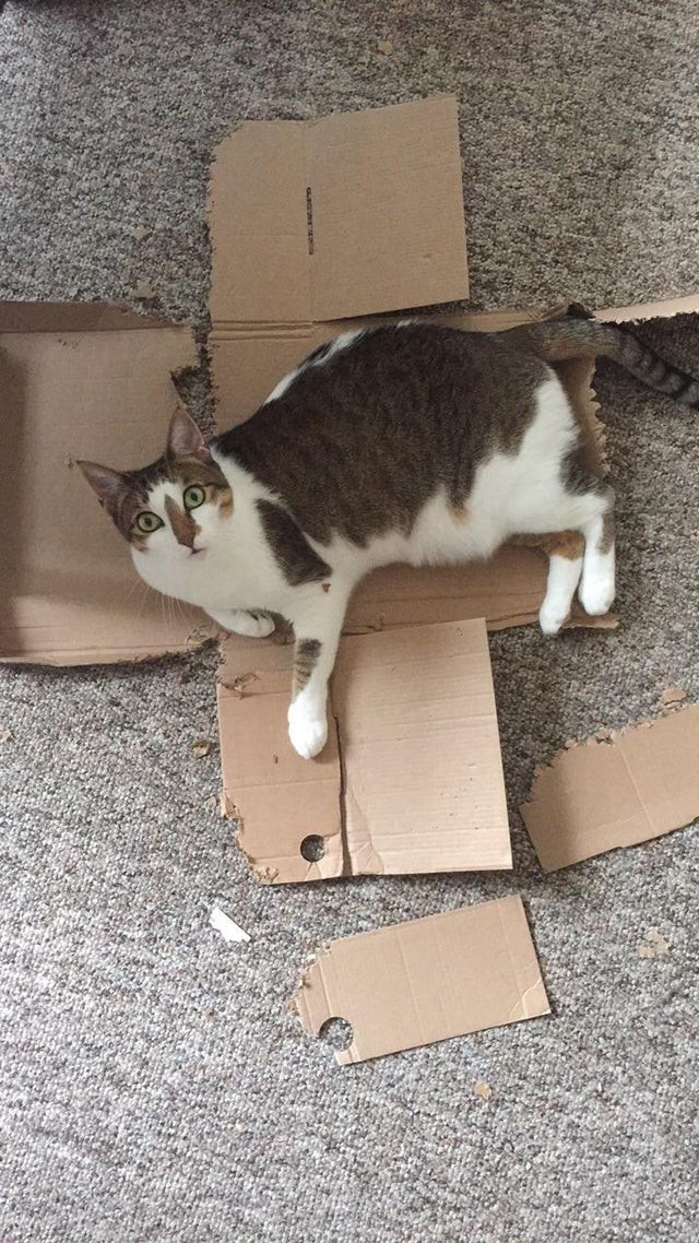 Very pleased to have destroyed his cardboard box!