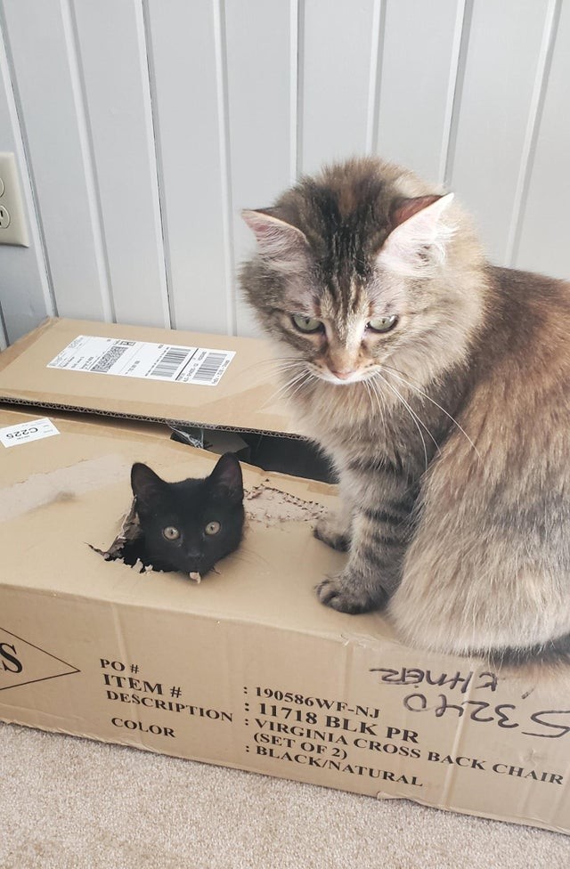 The adult cat does not seem impressed with the "surprise" in the box ...
