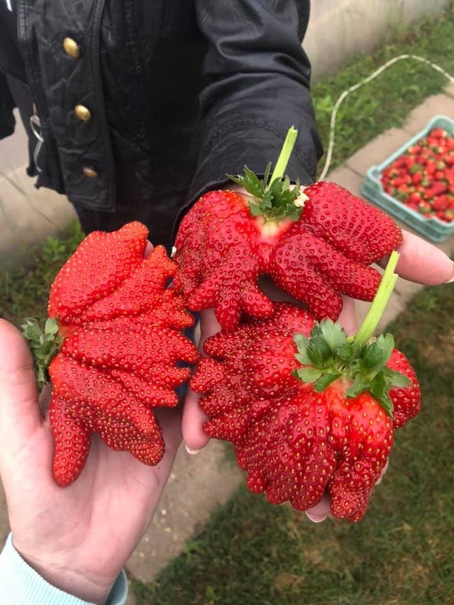 4. Quand vous trouvez des fraises au marché qui semblent venir d'une autre planète