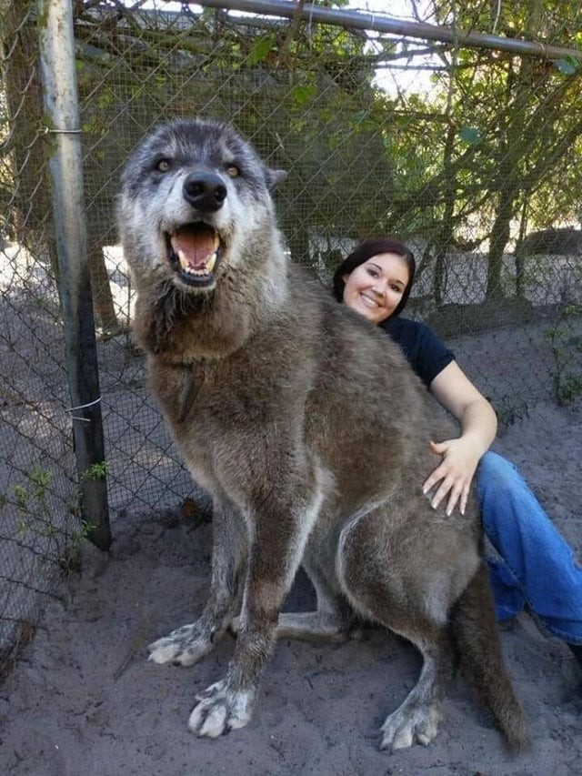 7. Une personne sans cœur a abandonné ce chien parce qu'il était trop gros pour être gardé... Les tests ont révélé que c'est un loup à 90%