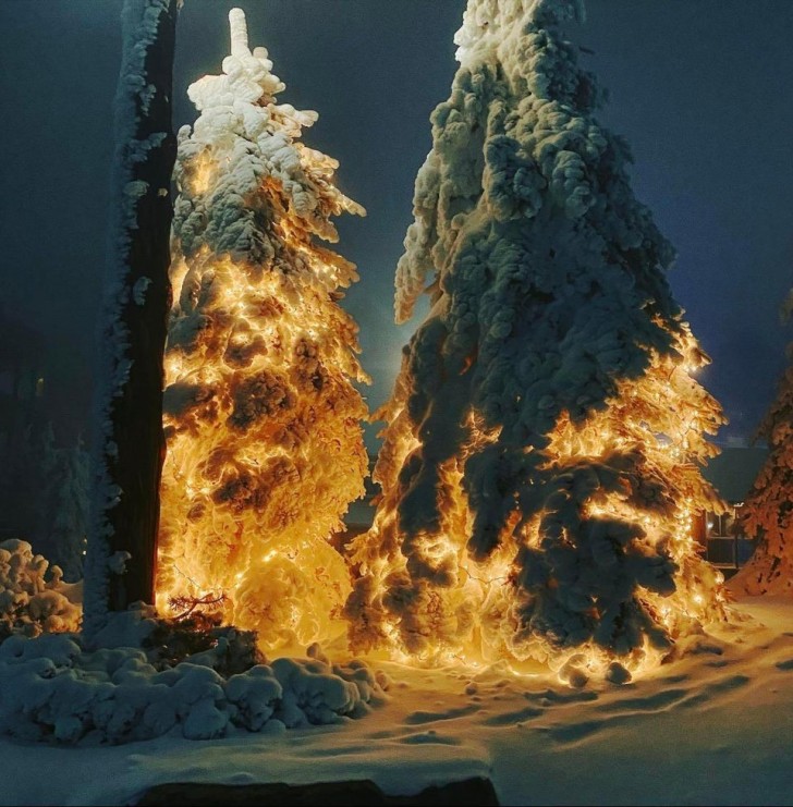 4. Licht und Schnee haben einen Effekt erzeugt, der diese beiden Bäume wie Raketen beim Start aussehen lässt!
