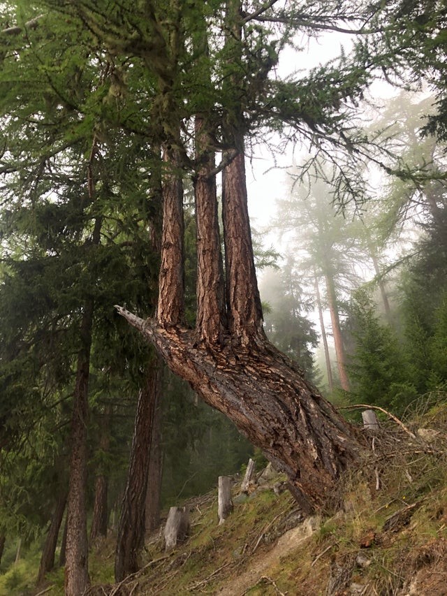 12. Questo albero caparbio si è rifiutato di gettare la spugna: così è rinato in 3 nuovi tronchi perfettamente in salute