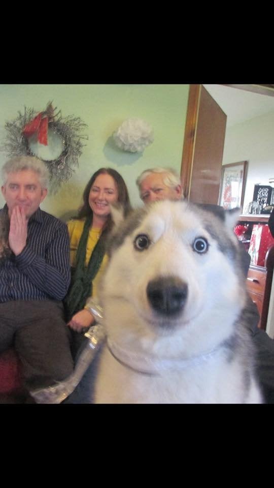 This dog's sense of humor is truly cruel - how to ruin a family photo!