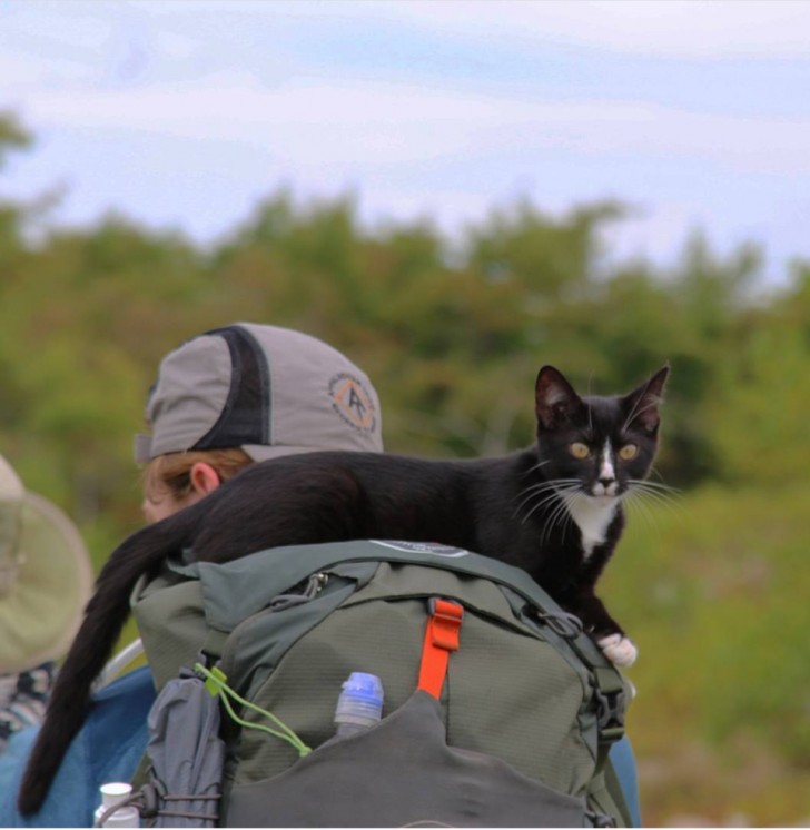 The cat who never abandons its owner .... not even when he goes hiking!