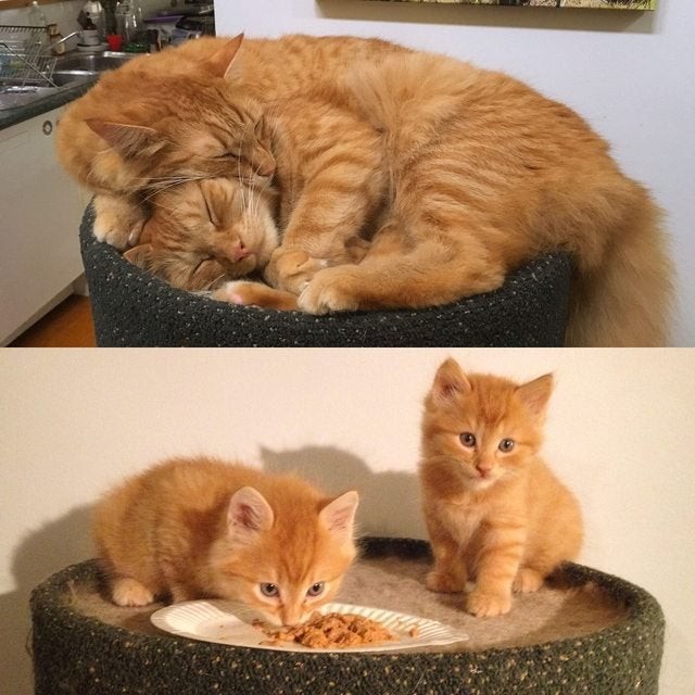 They've gotten so big, they barely fit in their favorite basket anymore!