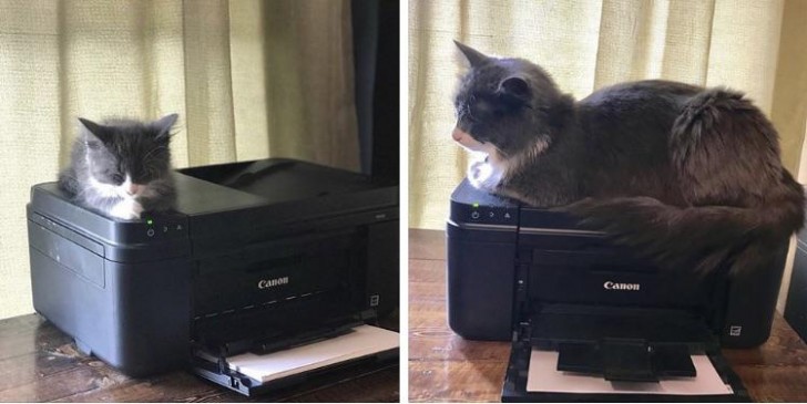 12. Il a toujours été un chat amateur d'imprimante !