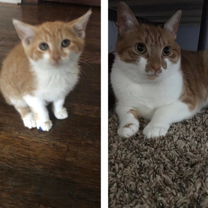 These pics of my sweet kitty were taken just 2 years apart from each other...