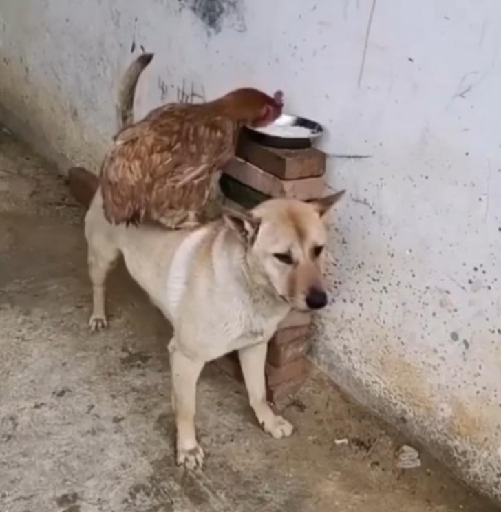 You need helping reaching the water bowl, my friend? No problem, hop up!