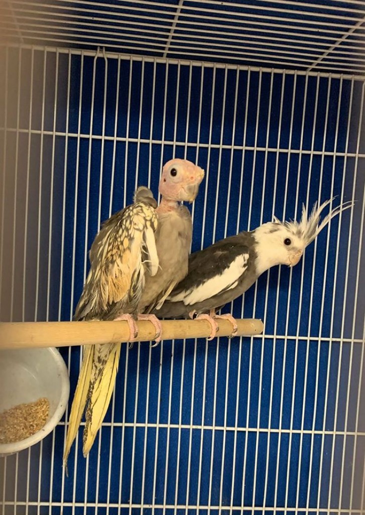 This poor little parakeet was mistreated and had her feathers ripped out... this make parakeet doesn't care about her outward appearance, though, and loves her for who she is! 