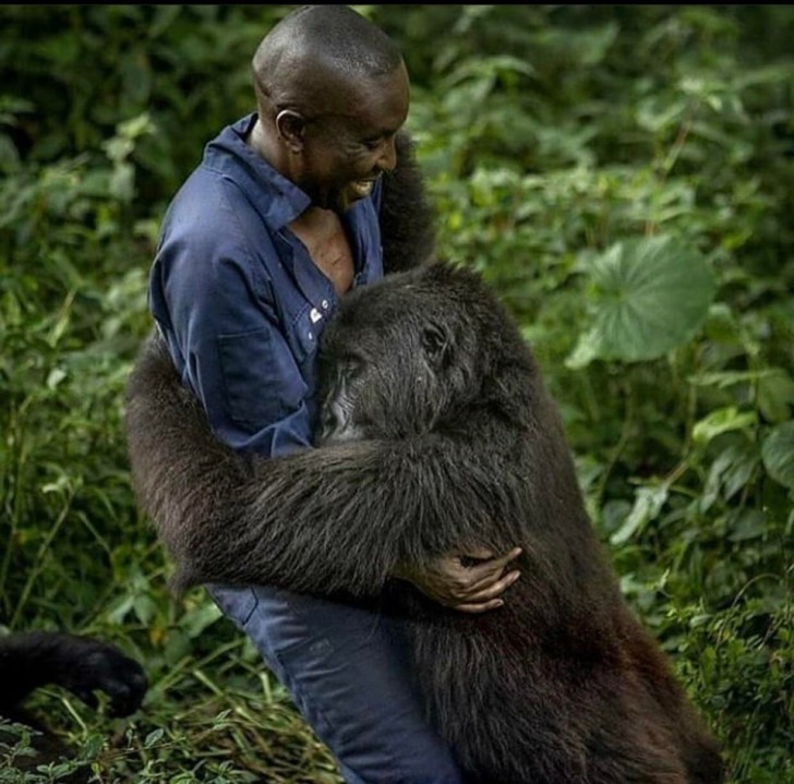 4. Der Ranger und der Gorilla, der am meisten an ihm hängt und es nie versäumt, das zu zeigen!