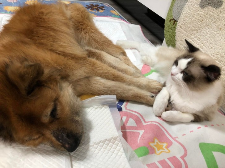 My cat kept hold of my dog's paws while he was dying of cancer. She didn't let go until his final breaths of life