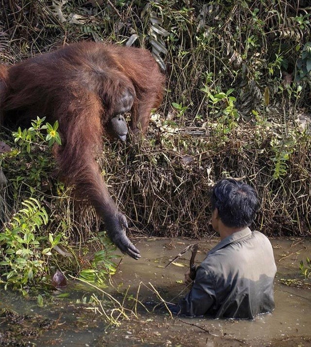 An orangutan extends his hand out to a man who's been cleaning up the area where he and other orangutans live
