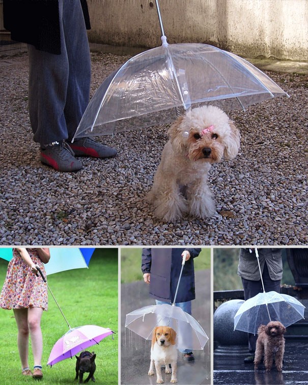 Damit Sie Ihren Hund auch bei Regen mit nach draussen nehmen können, gibt es diesen massgeschneiderten Regenschirm: er schützt ihn vor dem Regen