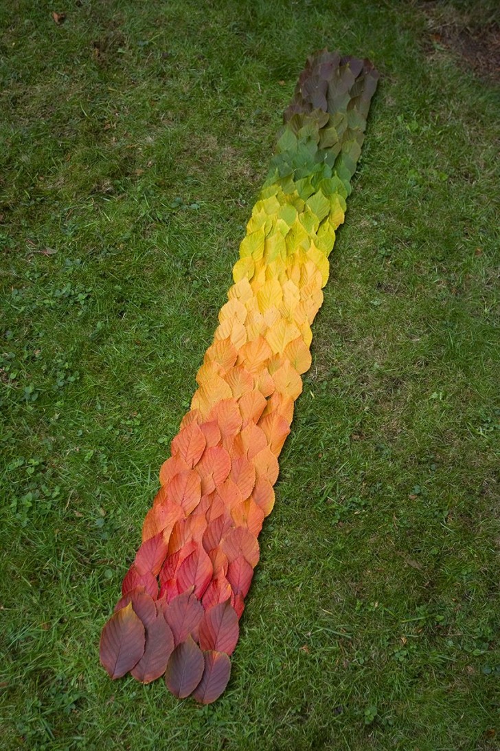 1. Quelqu'un a arrangé les feuilles selon les différentes nuances de couleur qu'elles prennent au cours de la saison... Ouah !
