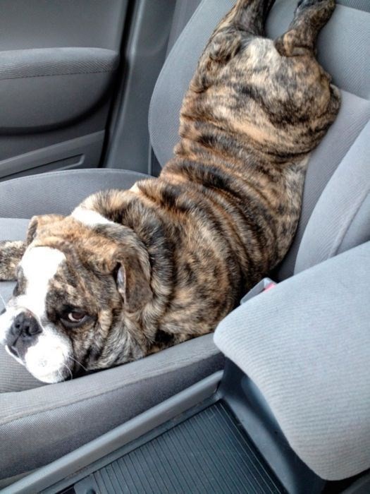 1. Questo simpatico bulldog ha un modo tutto suo di affrontare i viaggi in macchina. Se è comodo così...