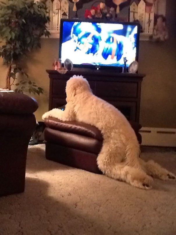 13. Questo cagnolone ha un modo tutto suo di rilassarsi davanti alla TV. Se è comodo così, non spetta a noi contraddirlo!