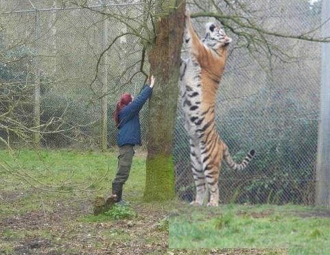1. Donna vs. tigre siberiana: semplicemente impressionante!