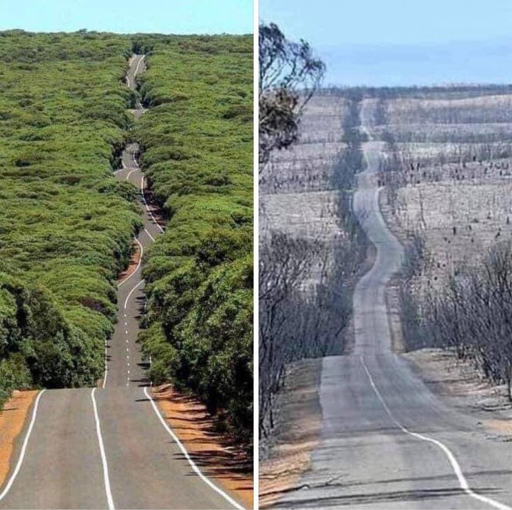 10. Die verheerenden Auswirkungen der Brände in Australien in einem beeindruckenden fotografischen Vergleich