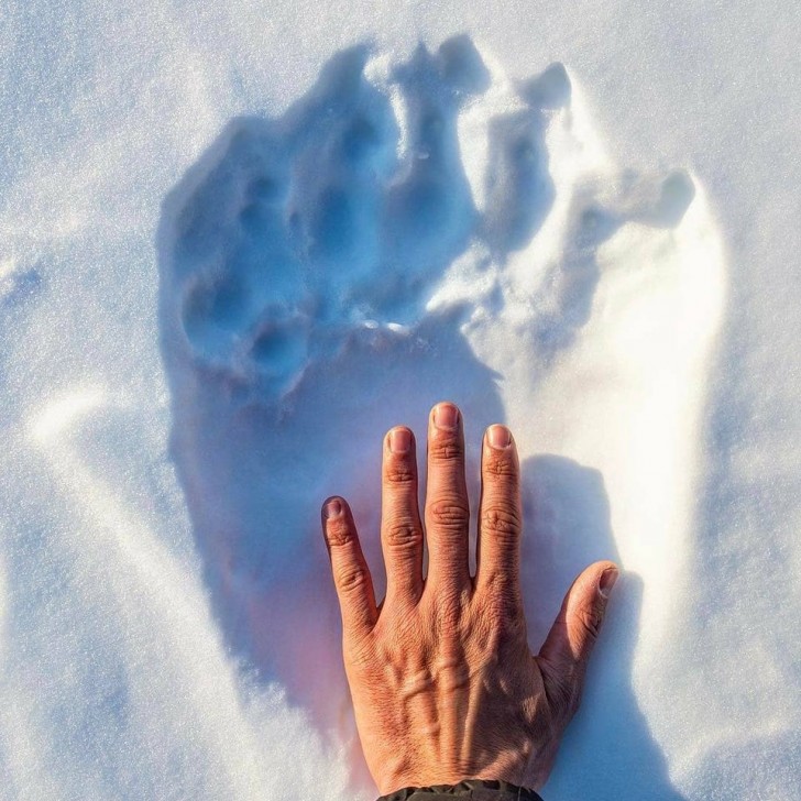 3. Der Fußabdruck, den ein Eisbär im Schnee hinterlassen hat... und eine menschliche Hand!