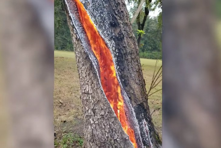 Un albero viene colpito da un fulmine e inizia a bruciare dall'interno: il filmato è inquietante - 1