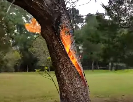 Un albero viene colpito da un fulmine e inizia a bruciare dall'interno: il filmato è inquietante - 2