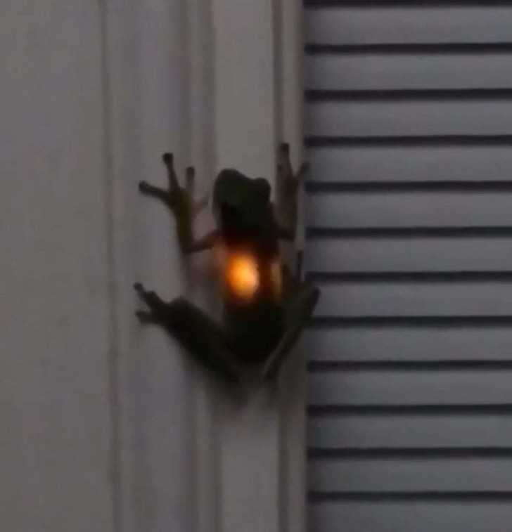 2. Wenn ein Frosch ein Glühwürmchen verschluckt, verwandelt er sich in eines dieser Ornamente, die in der Nacht angezündet werden...