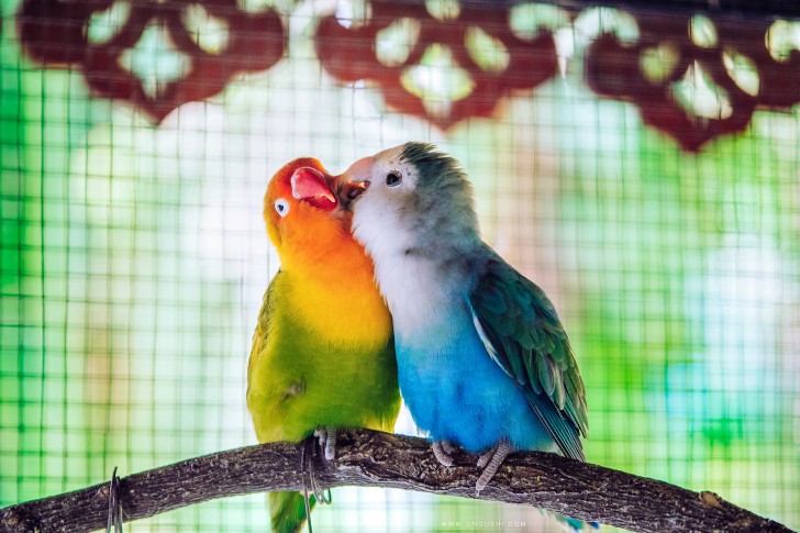 3. Un'altra coppia di pappagallini davvero inseparabile!
